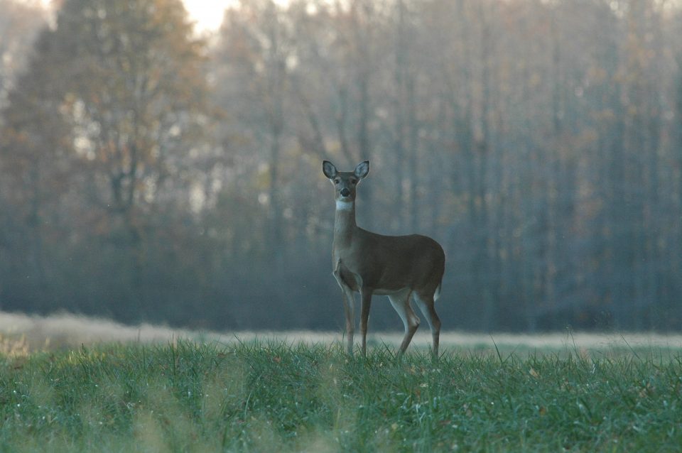 PSU Deer Study