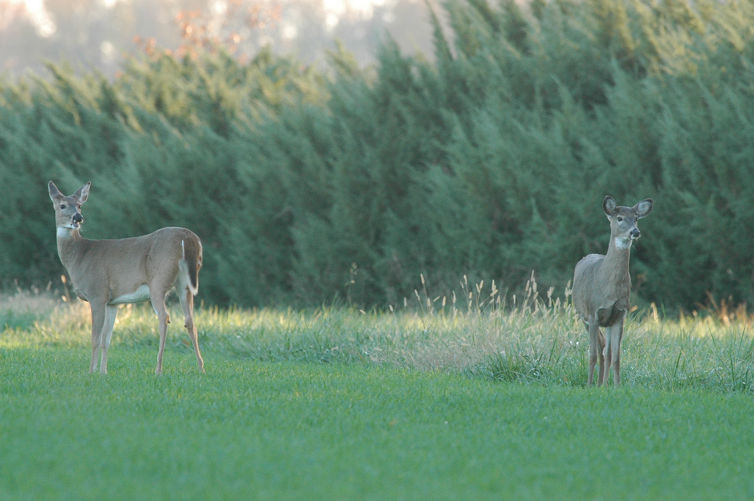 2 does standing in field