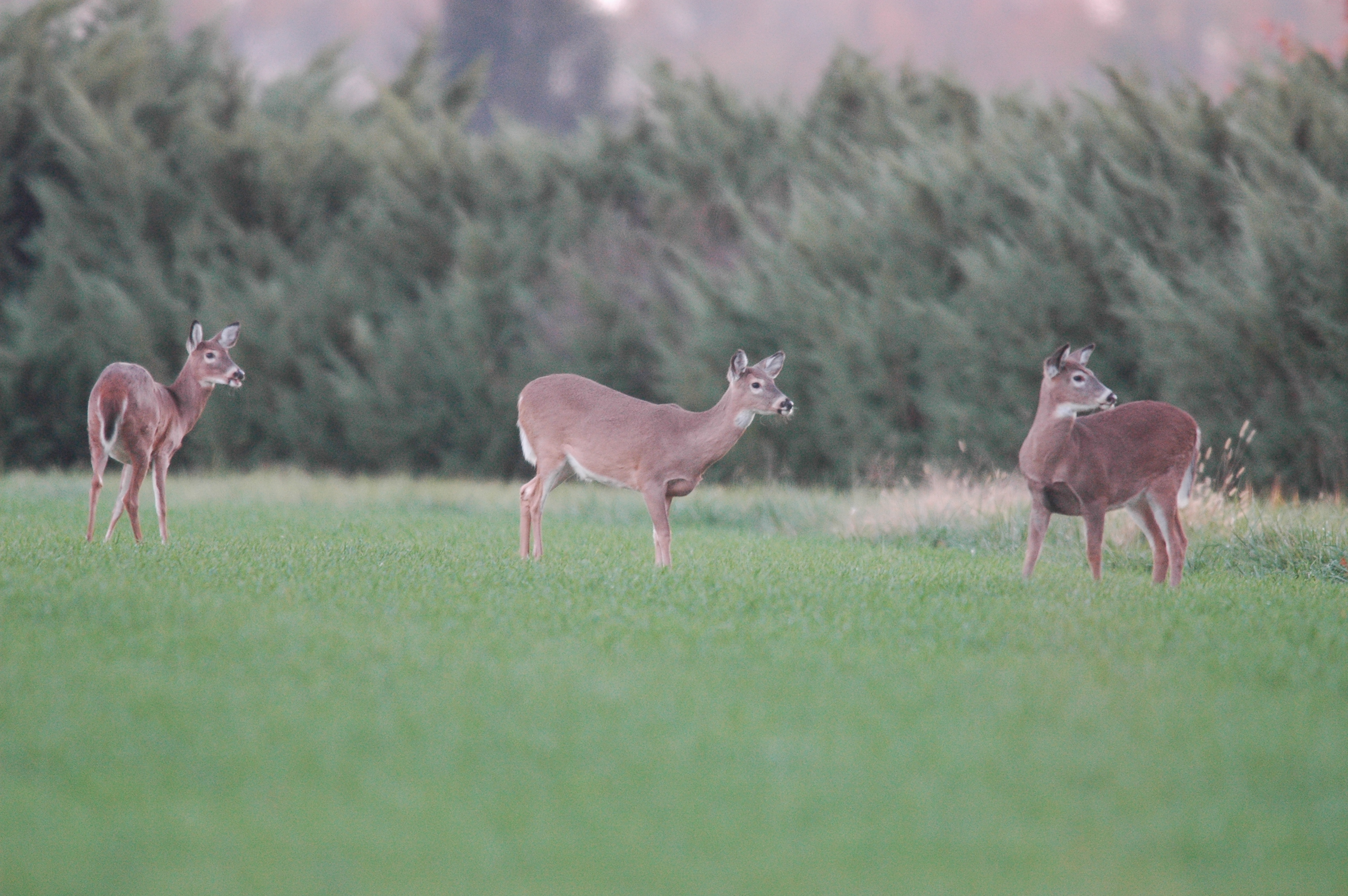 3 does in wheat field