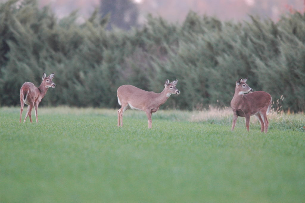 3 does in field