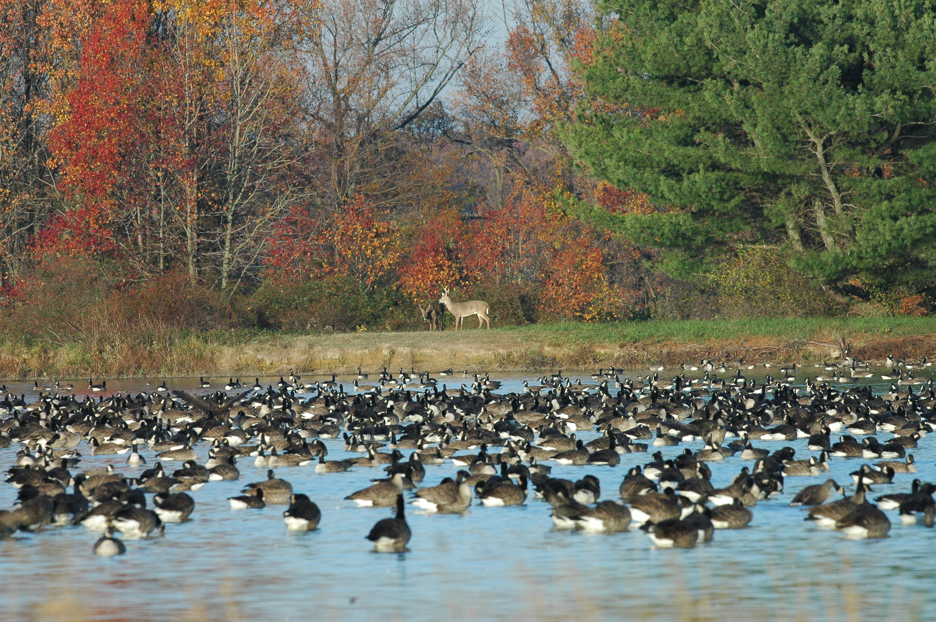 foreground pond with Canada geese behind them 2 deer stand with red and green trees as back drop
