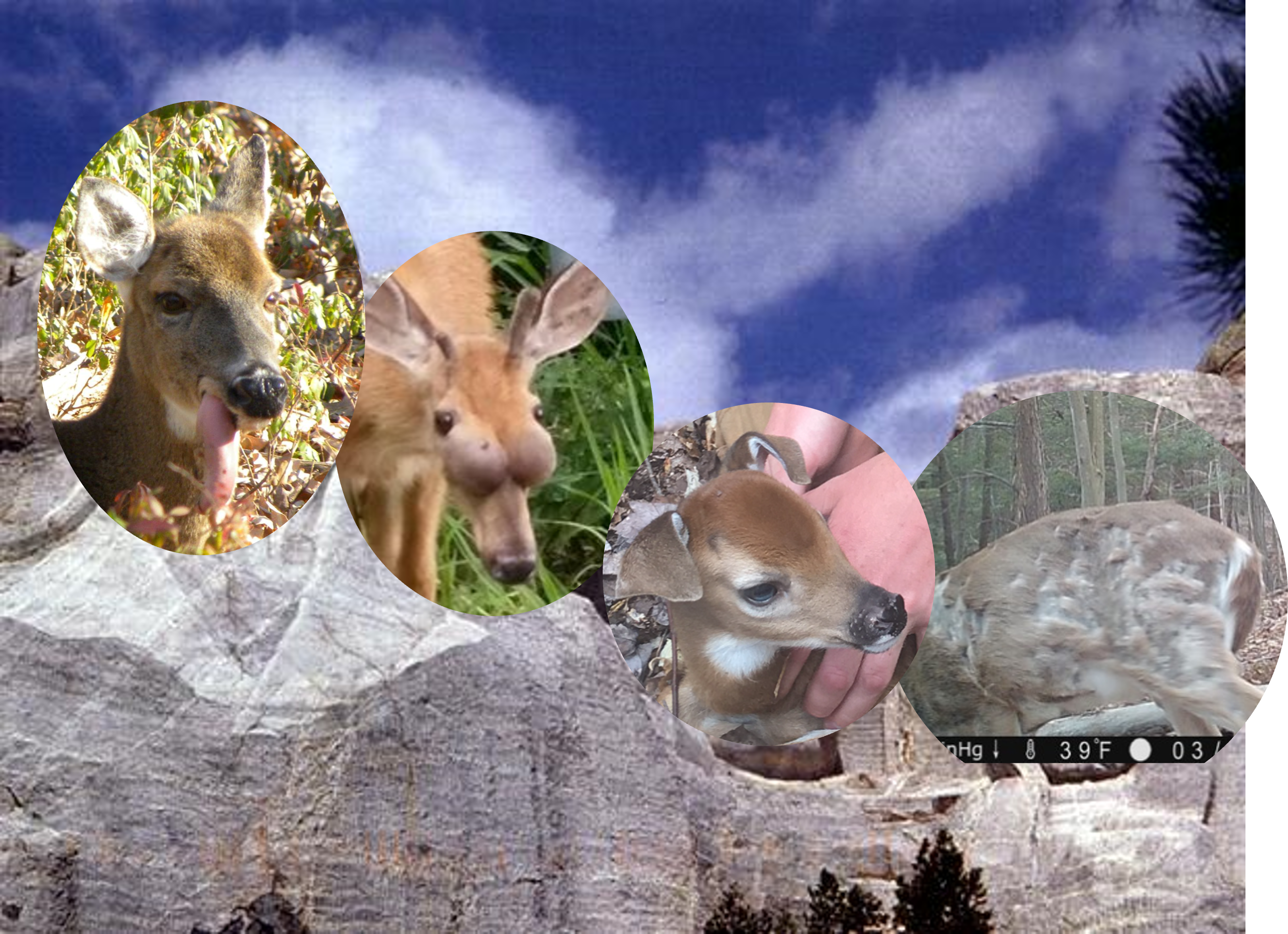 Mount Rushmore with picture of deer with floppy tongue, bulging sinuses, floppy ears, and bald patches transposed on the presidential faces