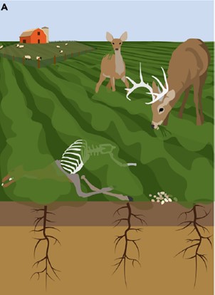 Diagram of deer eating in field with decaying carcass