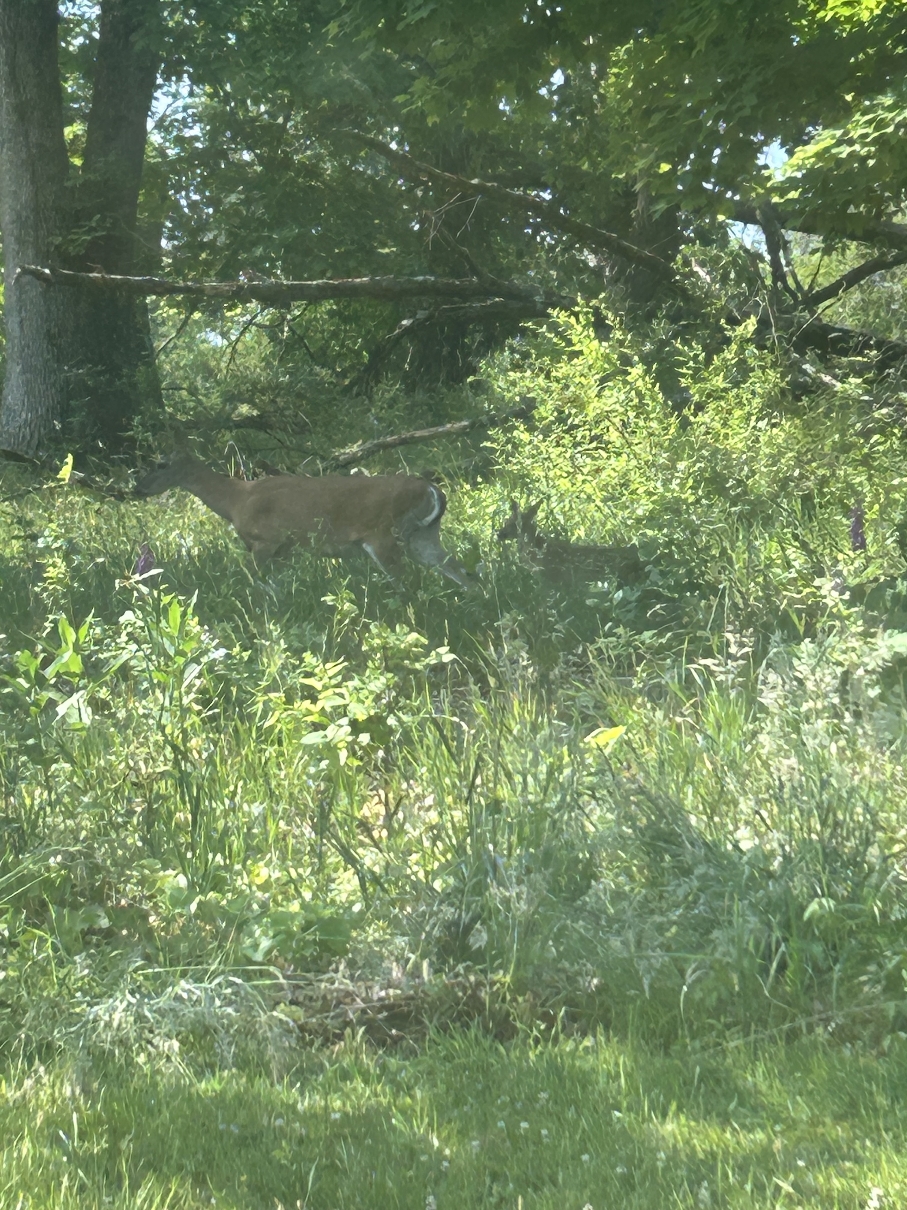 doe walking with fawn behind her in woods