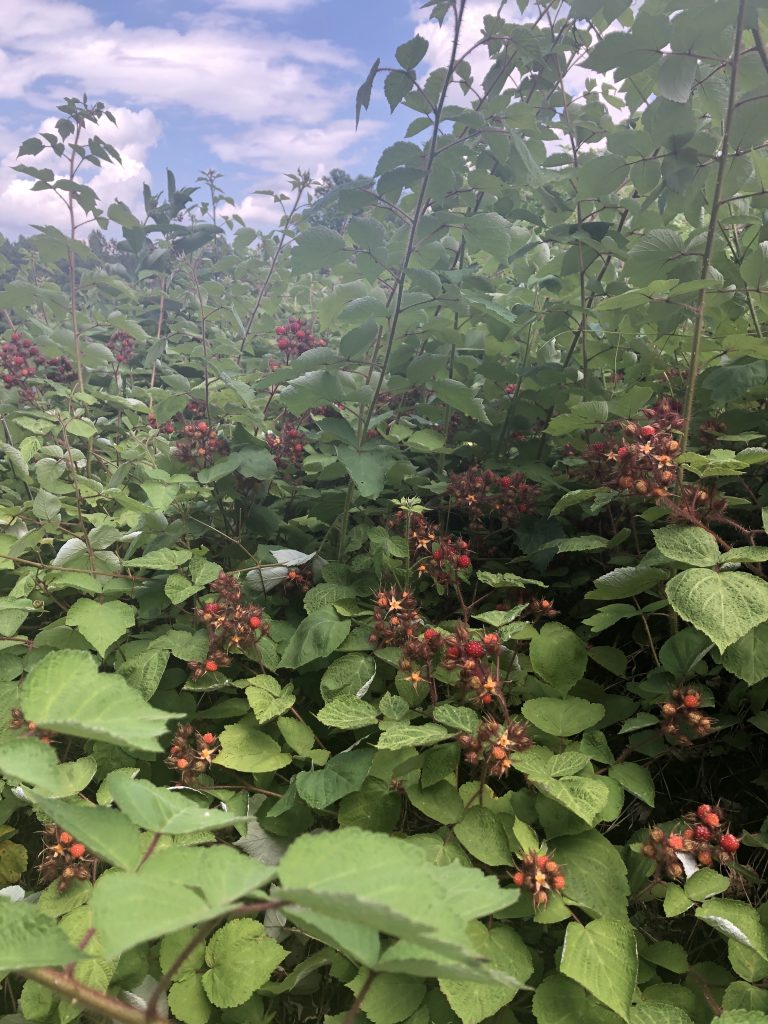 red raspberry bush in July