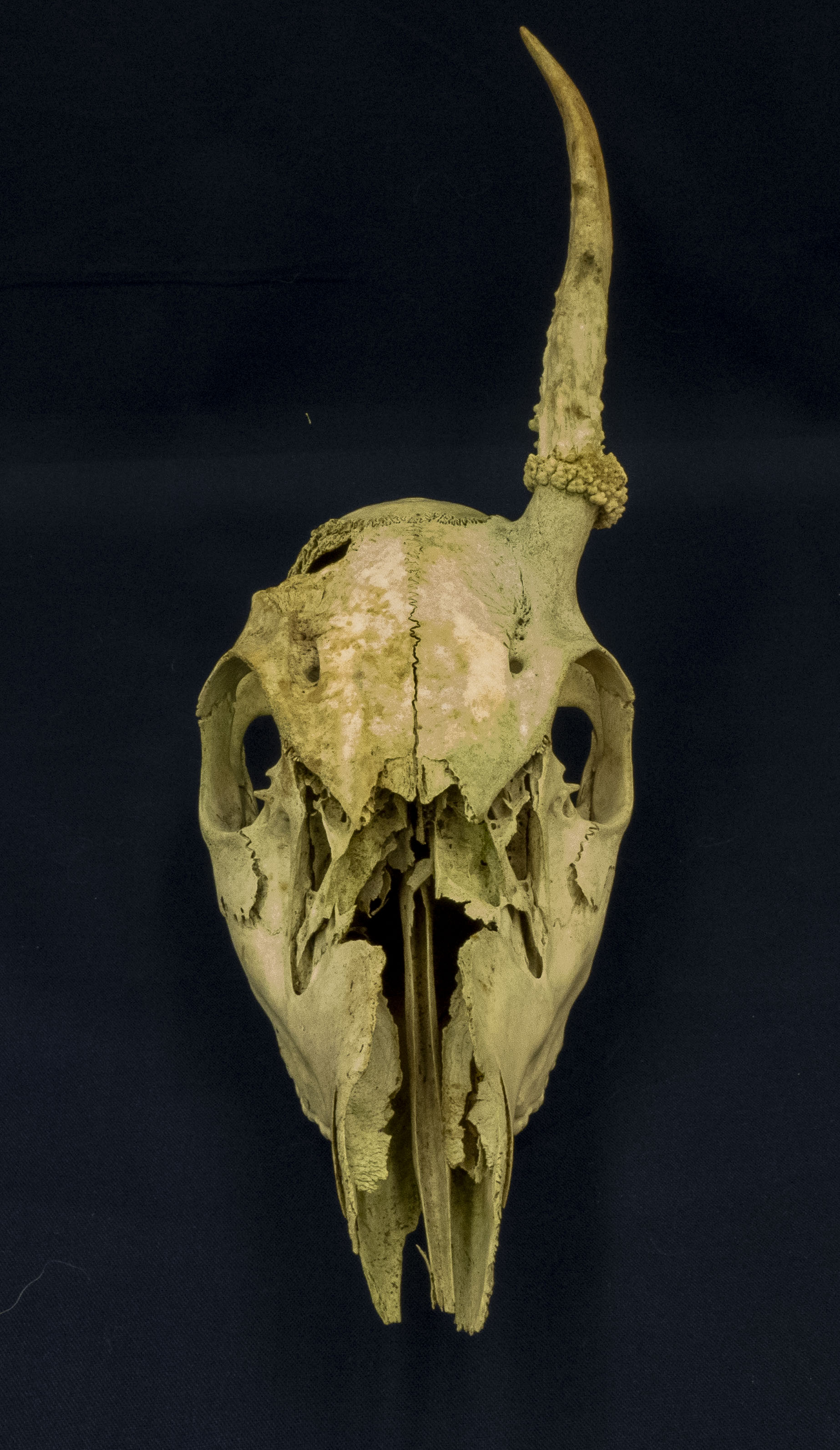 front view of male deer skull with one antler missing