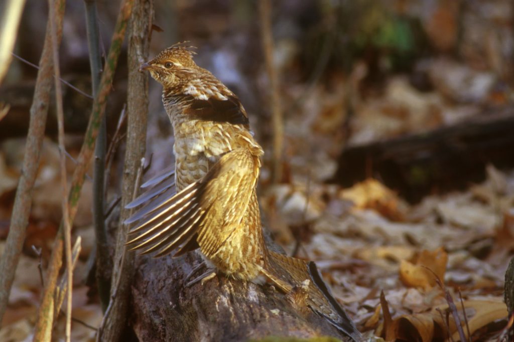 ruffed grouse drumming