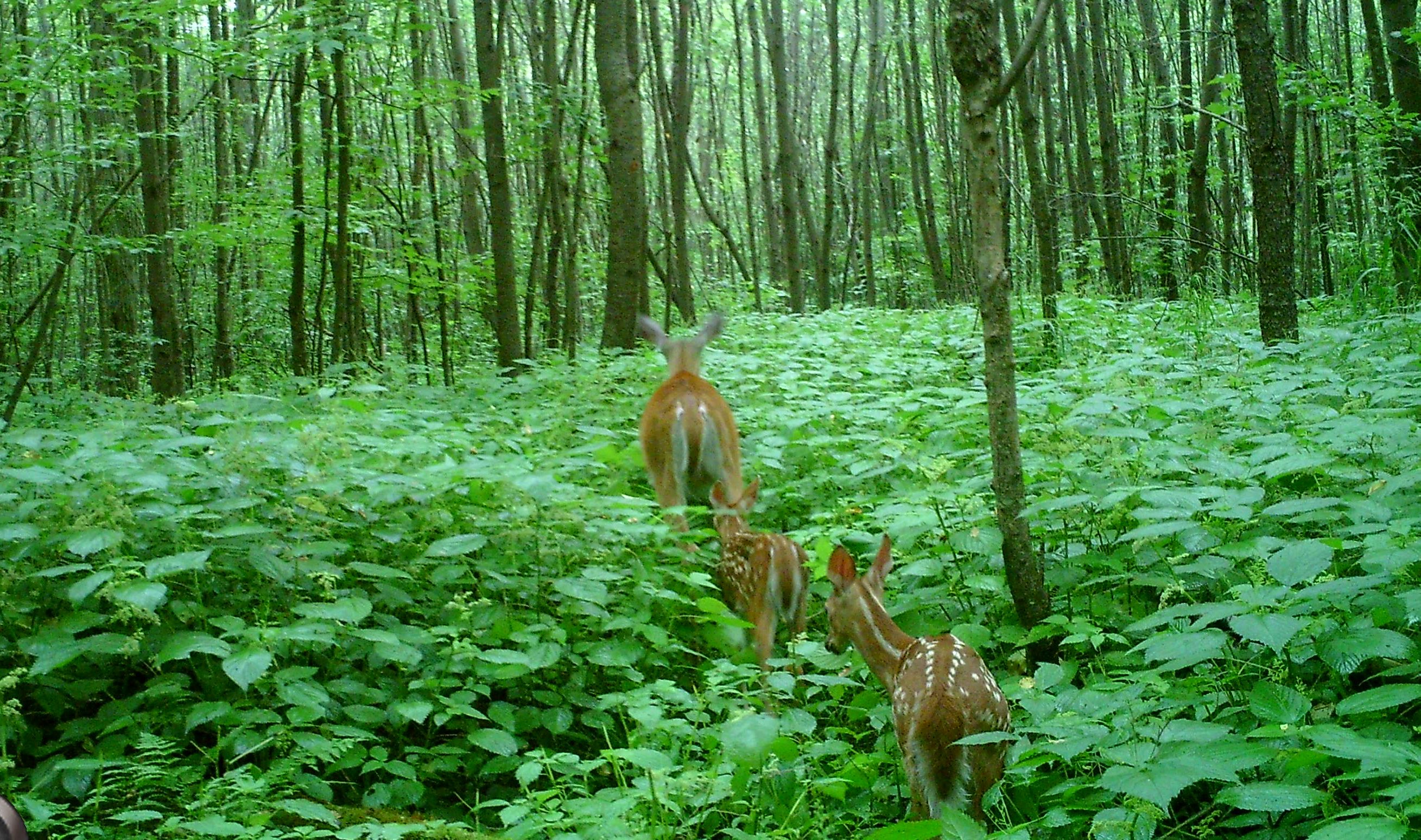 Doe walking away from camera with 2 fawns following behind her in the forest