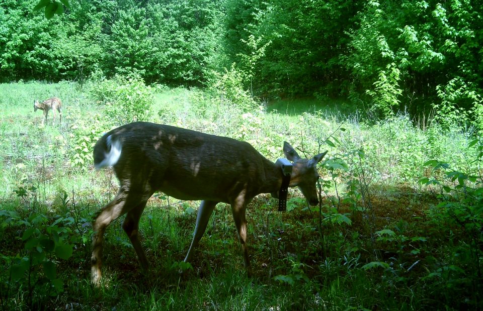 PSU Deer Study