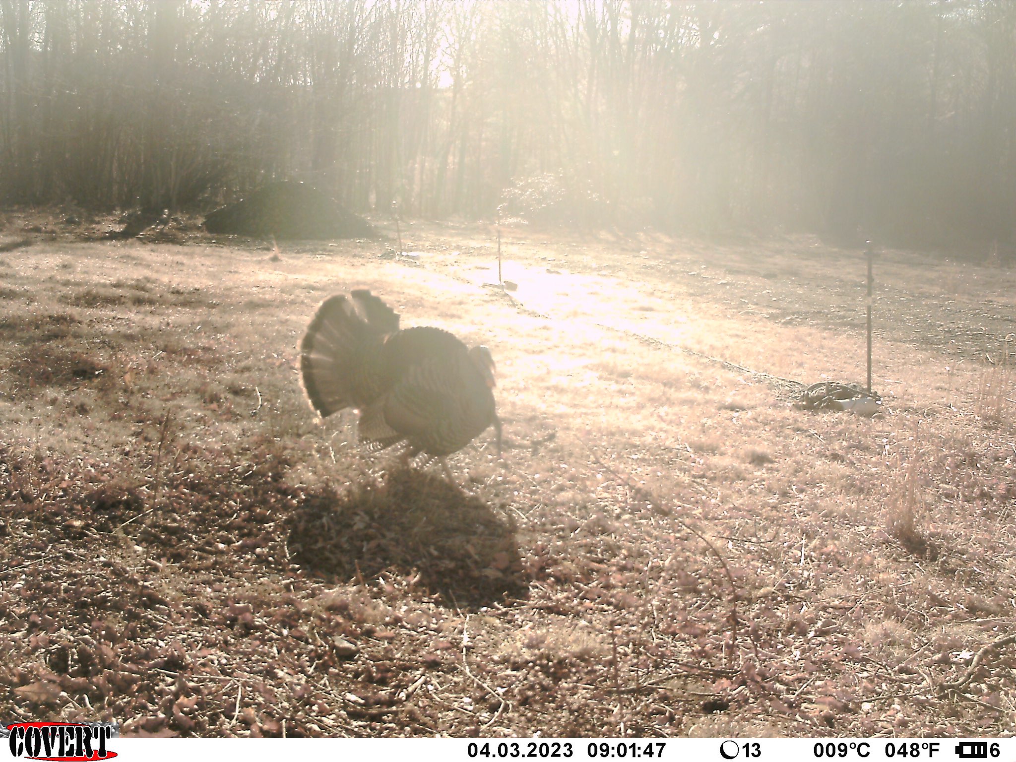 Turkey strutting at a rocket net site