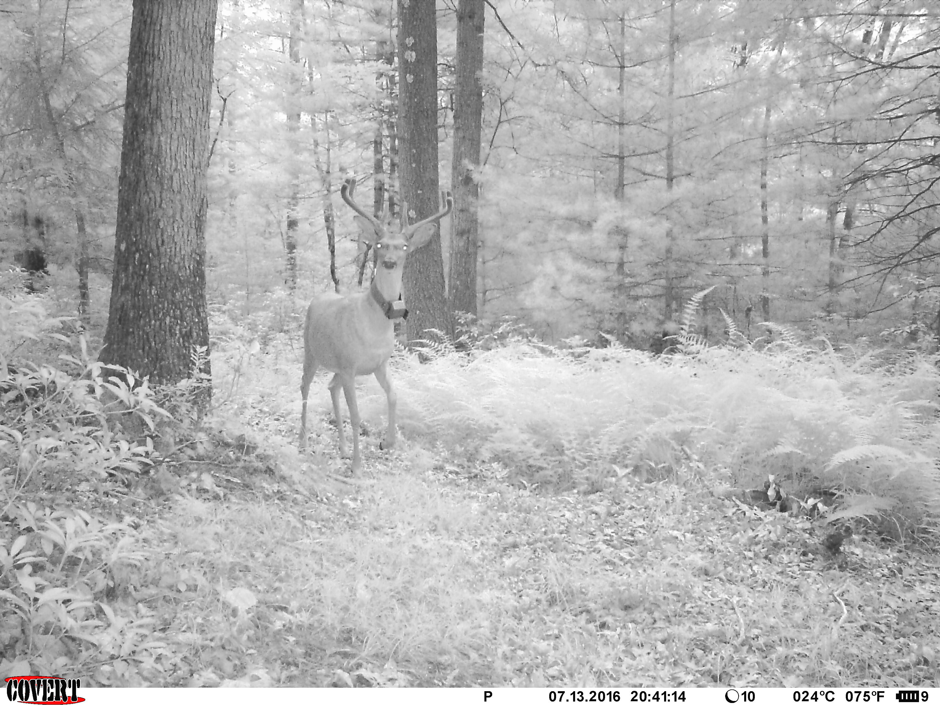 Radio-collared male white-tailed deer in Pennsylvania