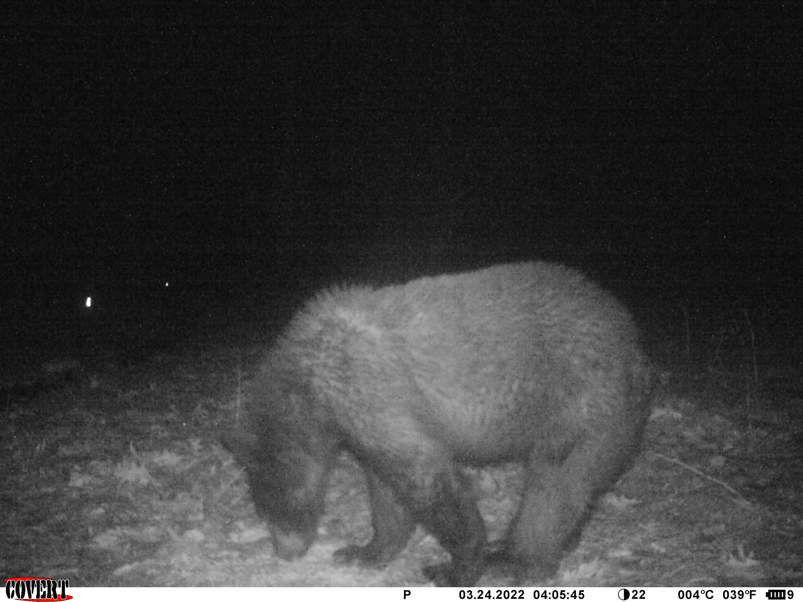 black bear in dark on trail cam