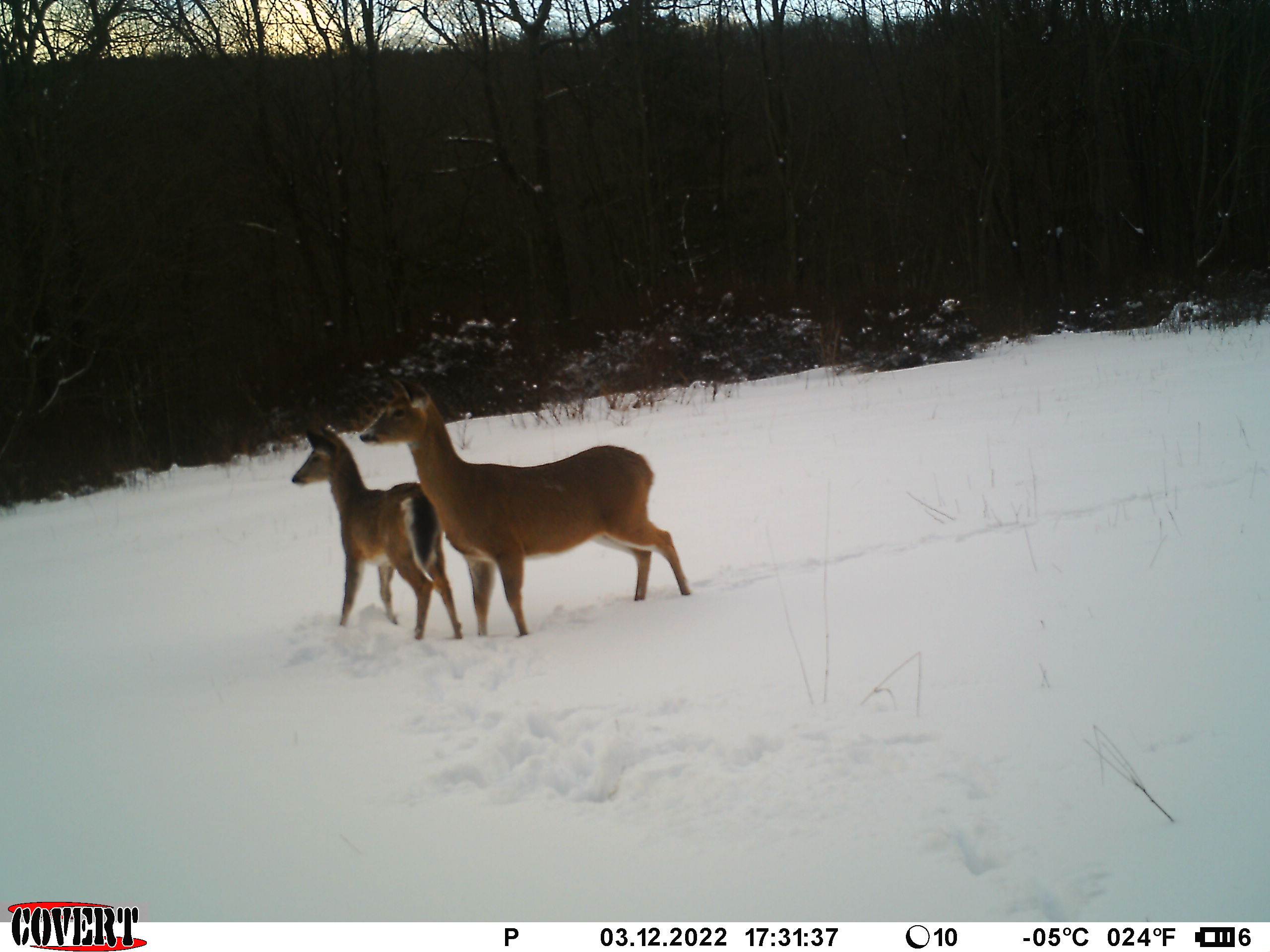 Deer on trail cameras in snow