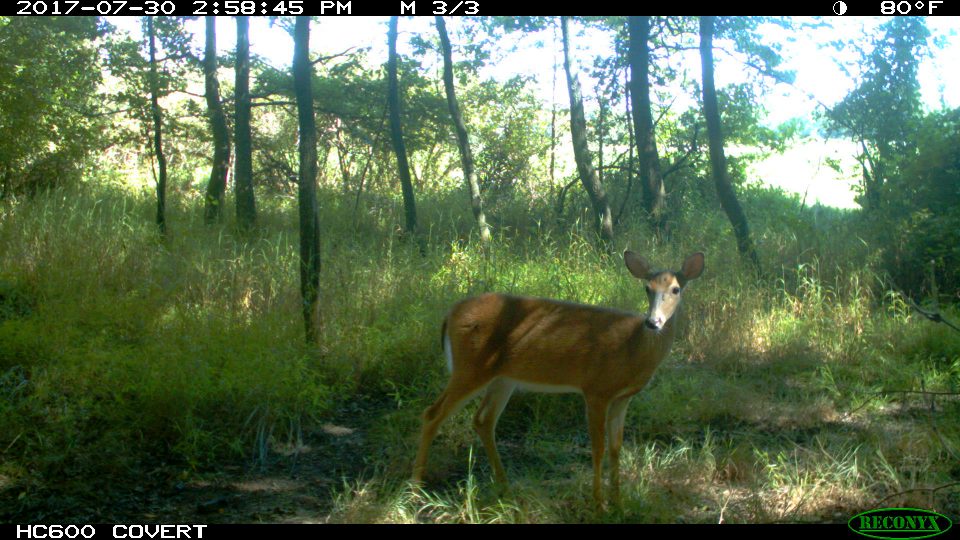 PSU Deer Study