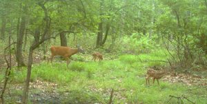 Doe with 2 fawns in June