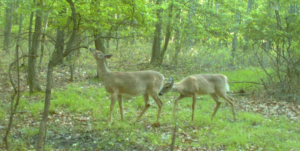 PSU Deer Study