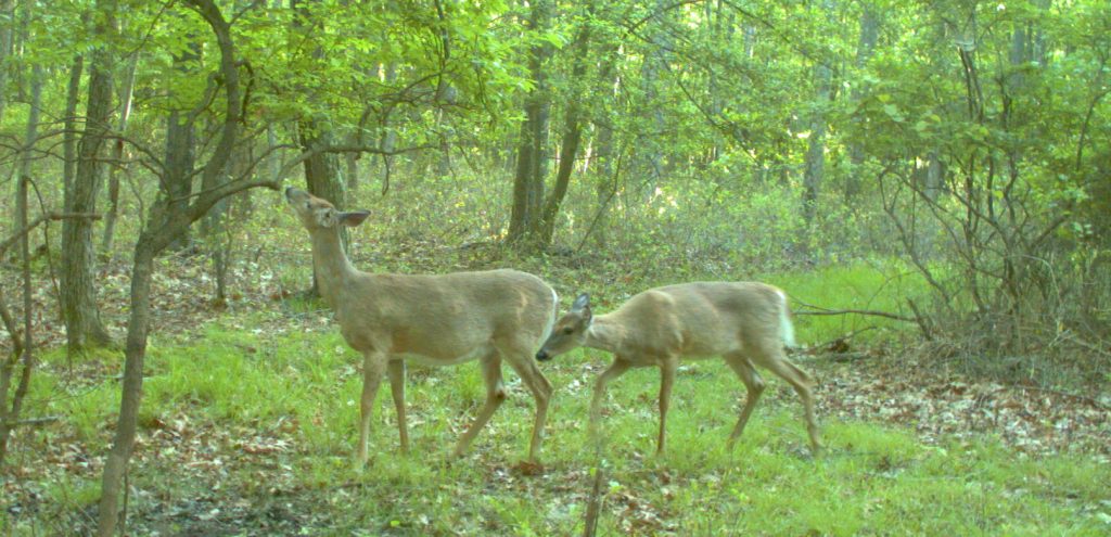 2 does in woods in May