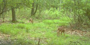 Fawns in Jun at trailcam