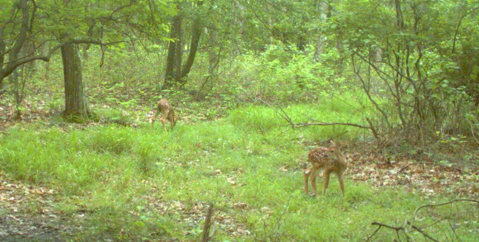 PSU Deer Study