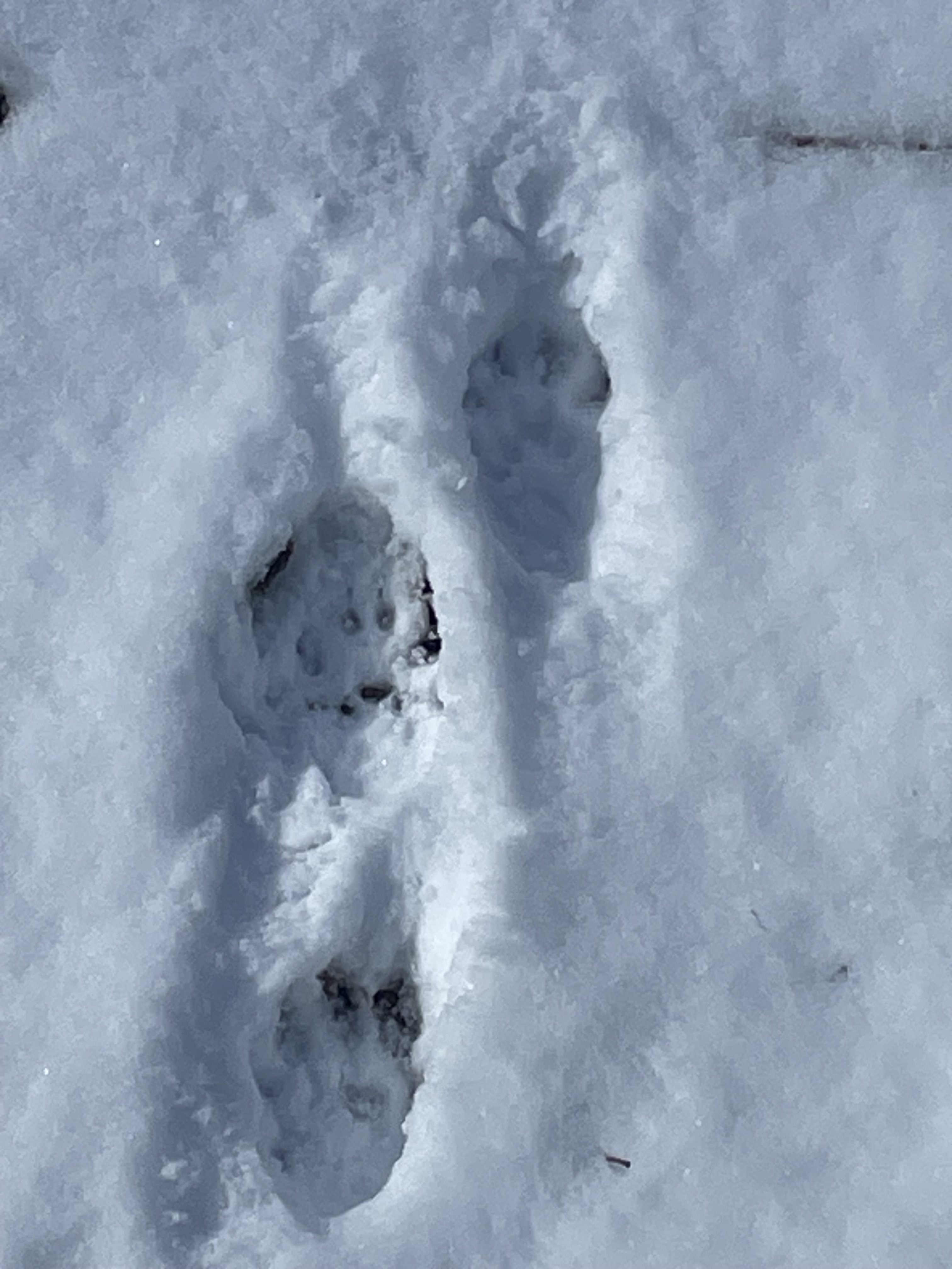 Coyote tracks in the snow