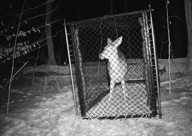 Deer standing in a Clover trap