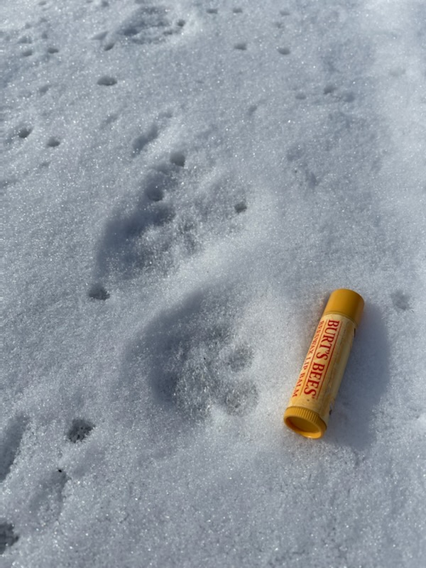 tracks in the snow with lip balm tube for scale