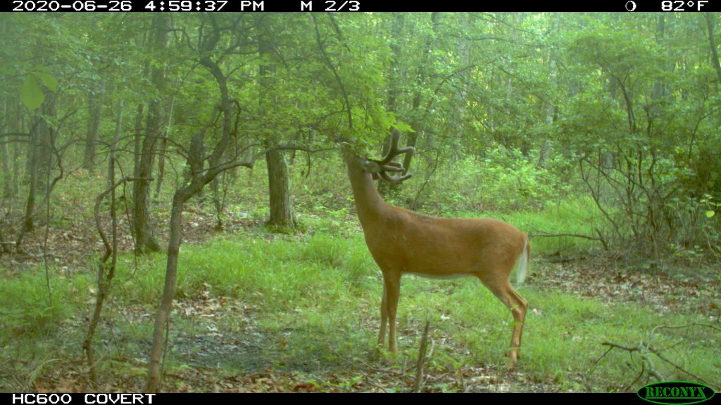 buck in velvet using licking branch