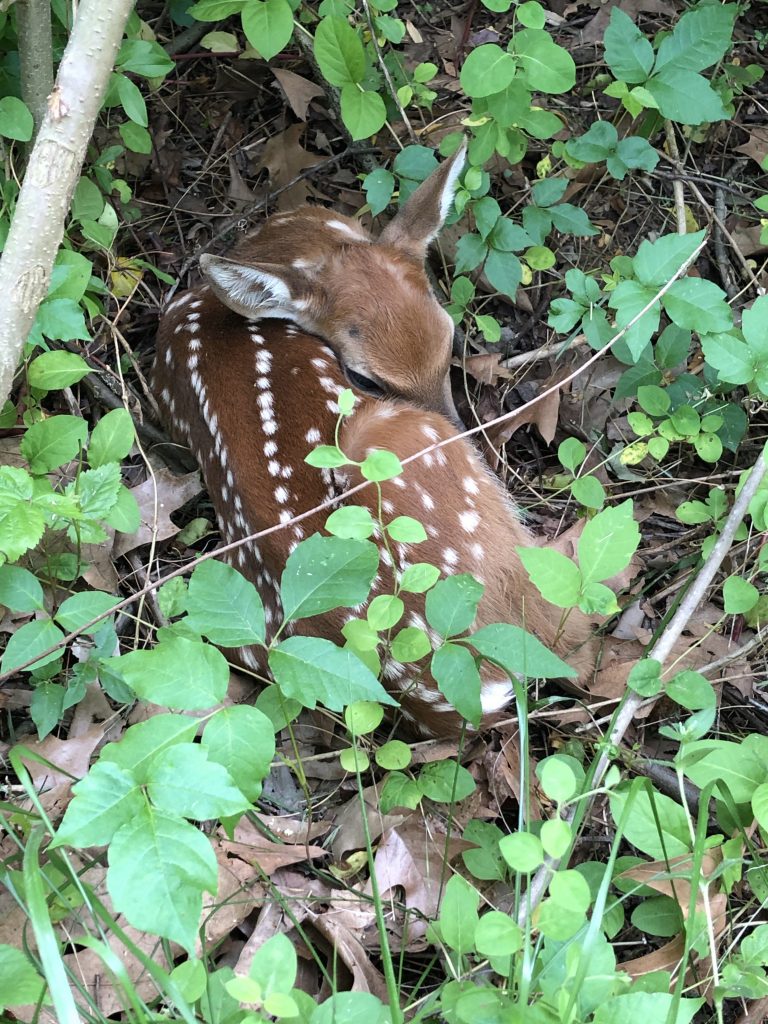 fawn curled in poison ivy