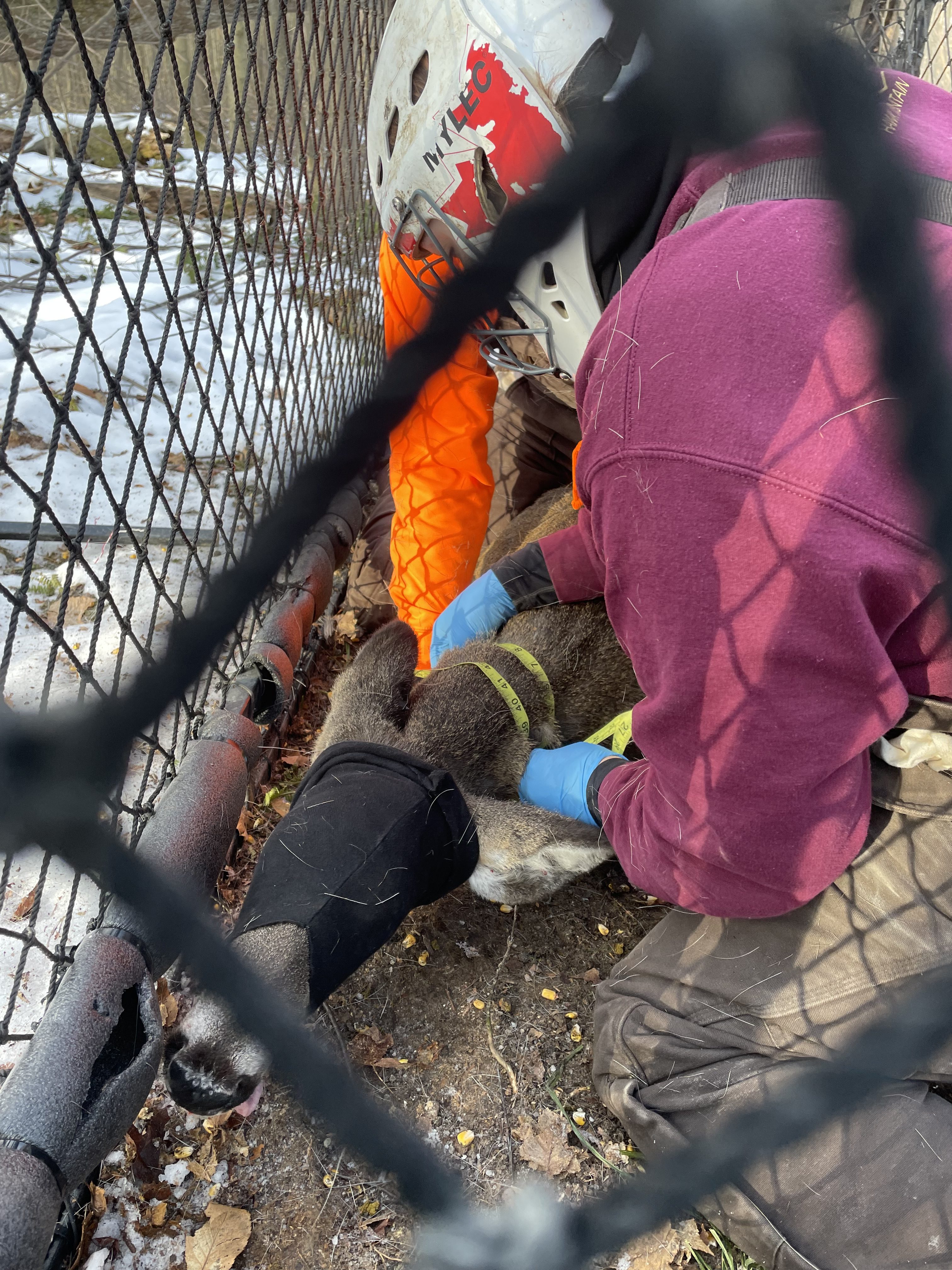 Measureing the neck of a deer in a Clover trap