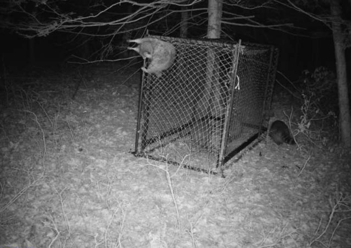Raccoon stuck in Clover trap door (image 1)