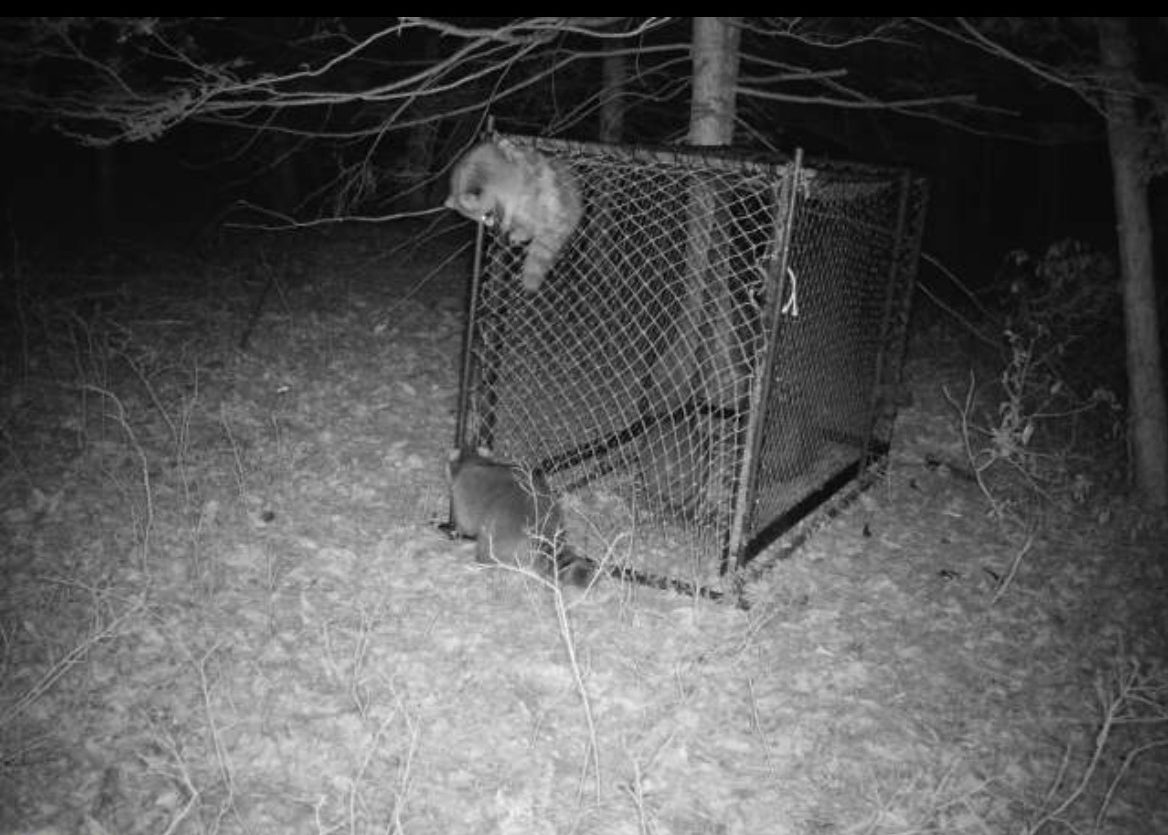 raccoon stuck in door of Clover trap (image 3)