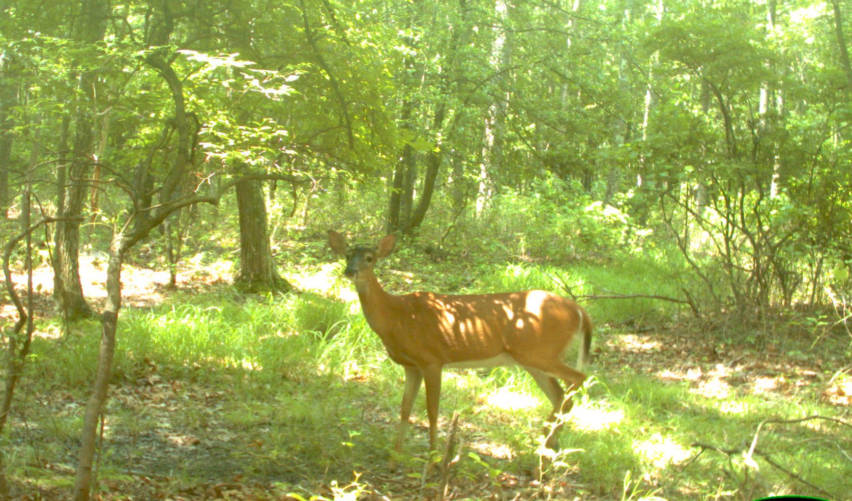 Doe stand under a scrape in summer