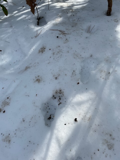 animal tracks in the snow