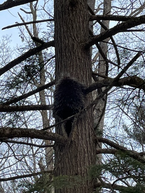 porcupine hanging on side of tree