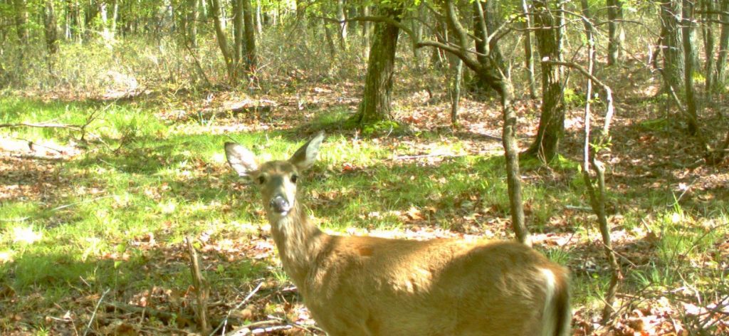 doe looking at trail camera-May