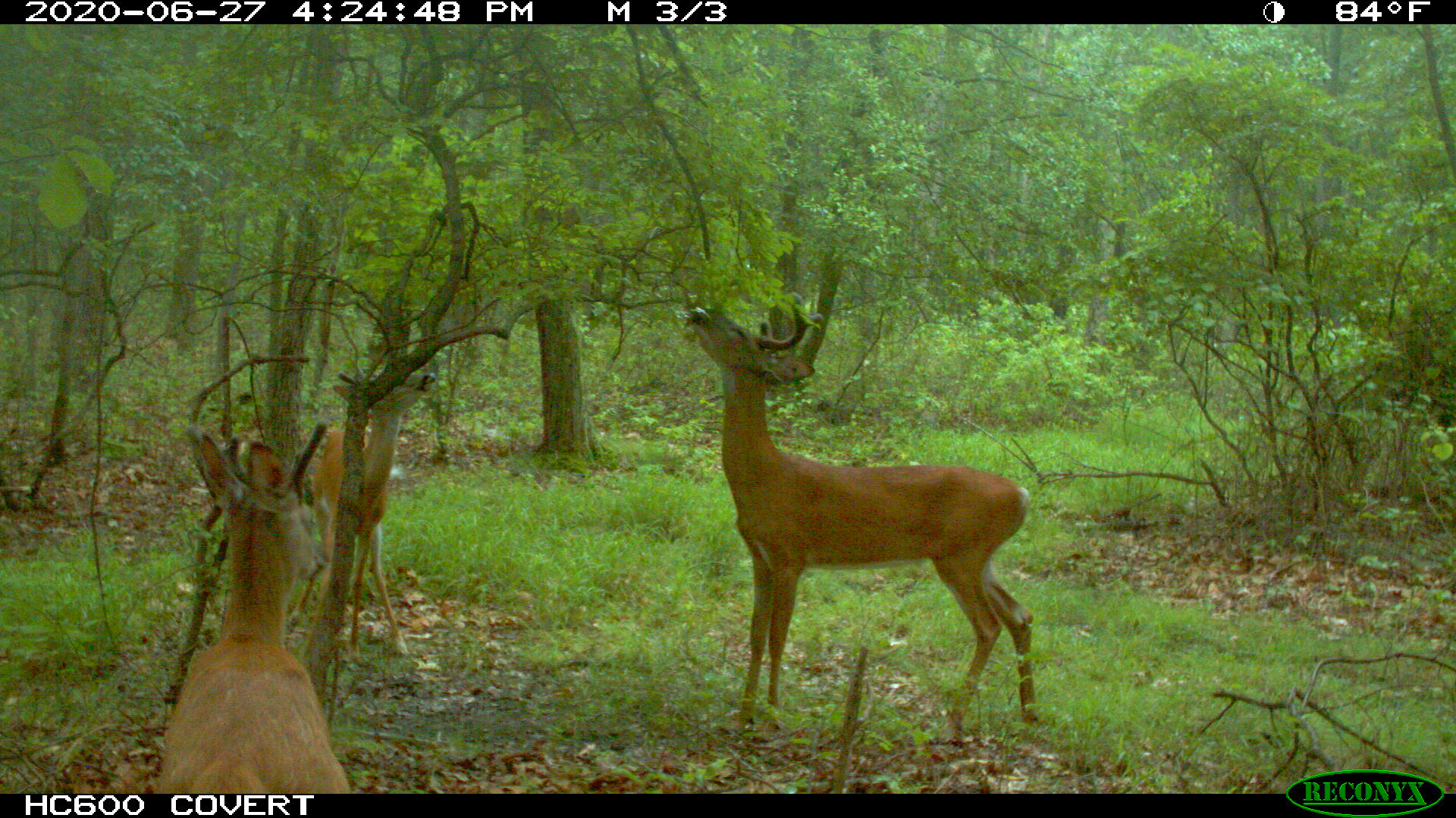 3 back at a scrape in June