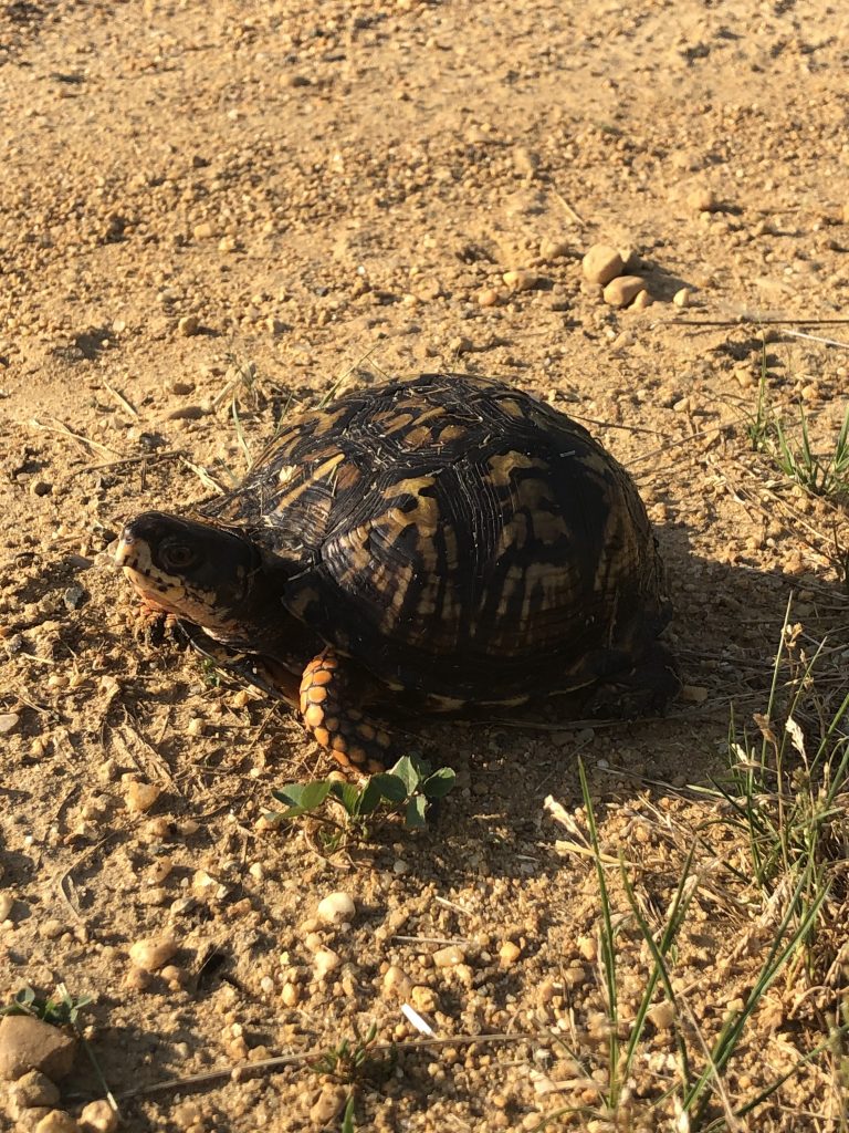 box turtle on dirt road