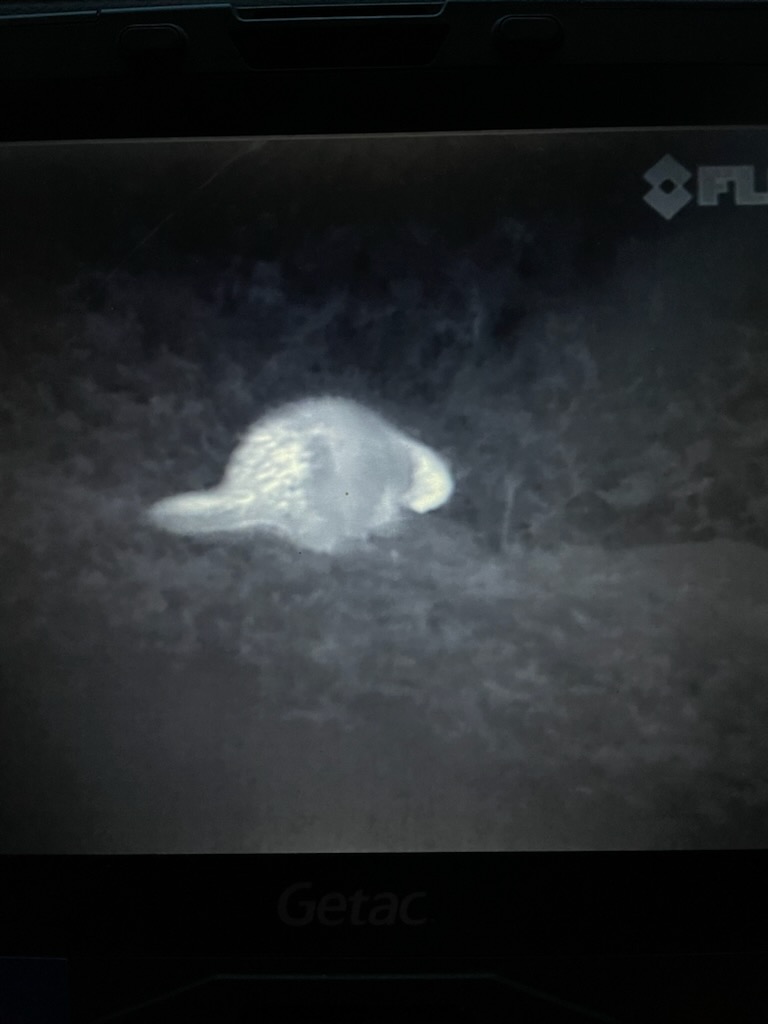 thermal image of a porcupine