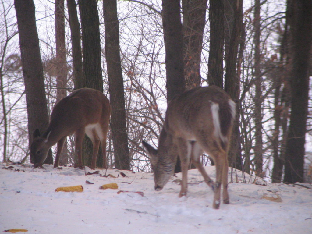 deer feeding on cob corn in snow