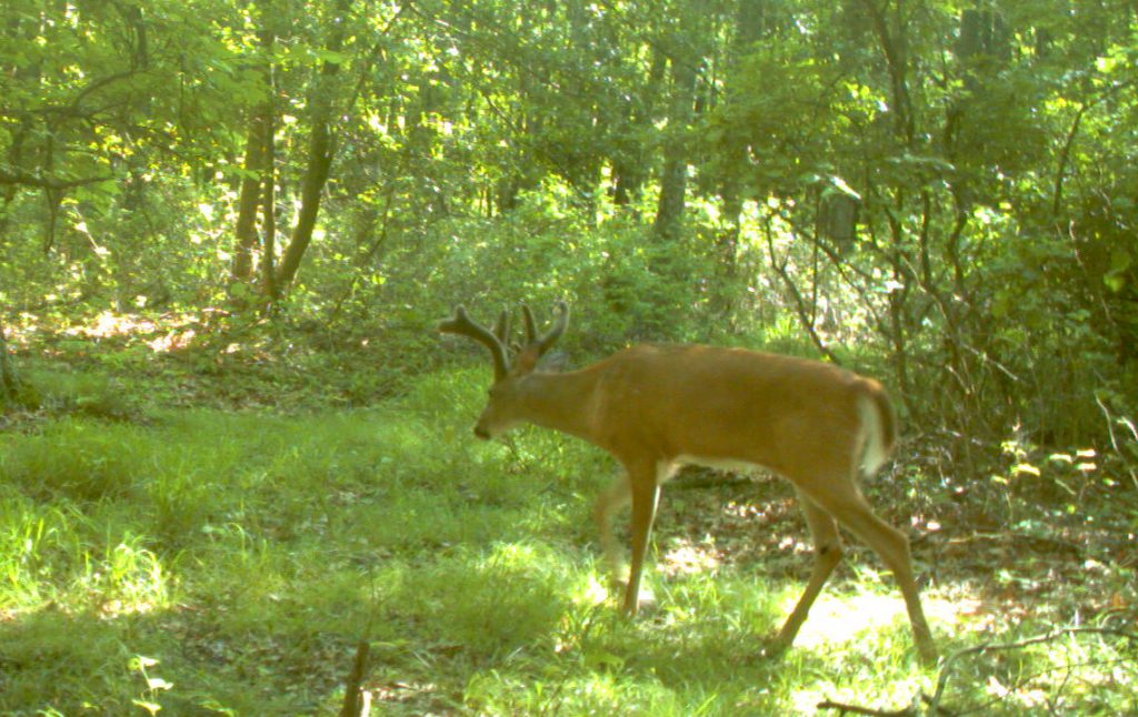 buck walking through woods in june in velvet