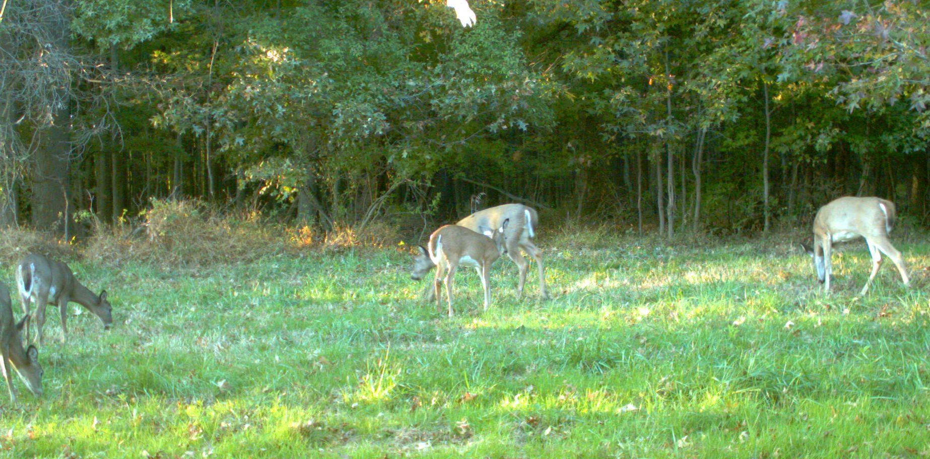 deer feeding in a field