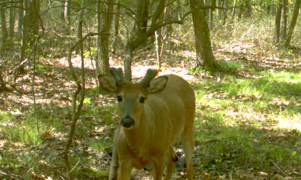 buck in velvet in May