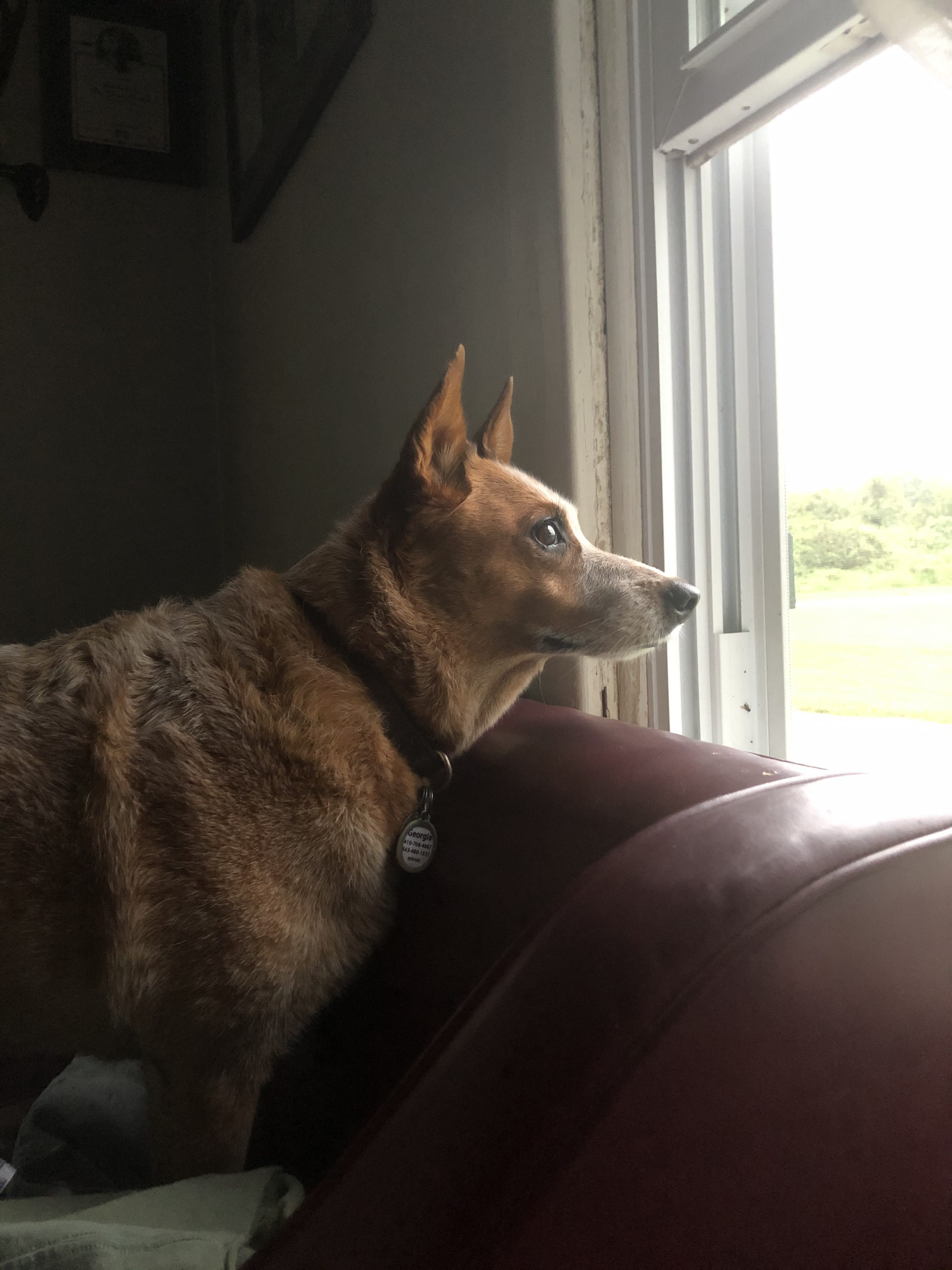 Dog looking out window