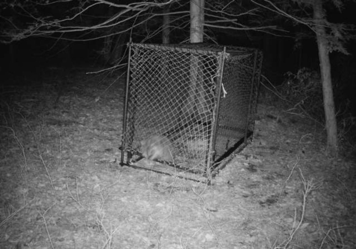 Raccoon chewing through door of Clover Trap