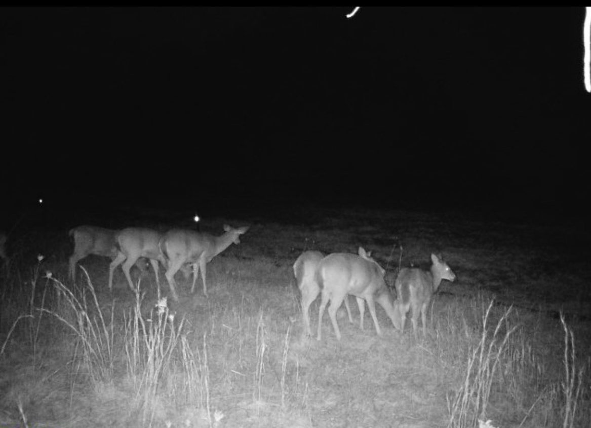 Deer looking at rocket site in the dark