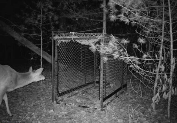 deer looking at door of Clover trap