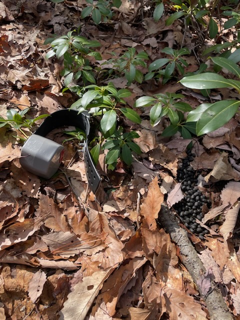 GPS collar laying on ground next to a pile of deer scat