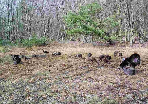 Flock of turkeys with 2 strutting toms