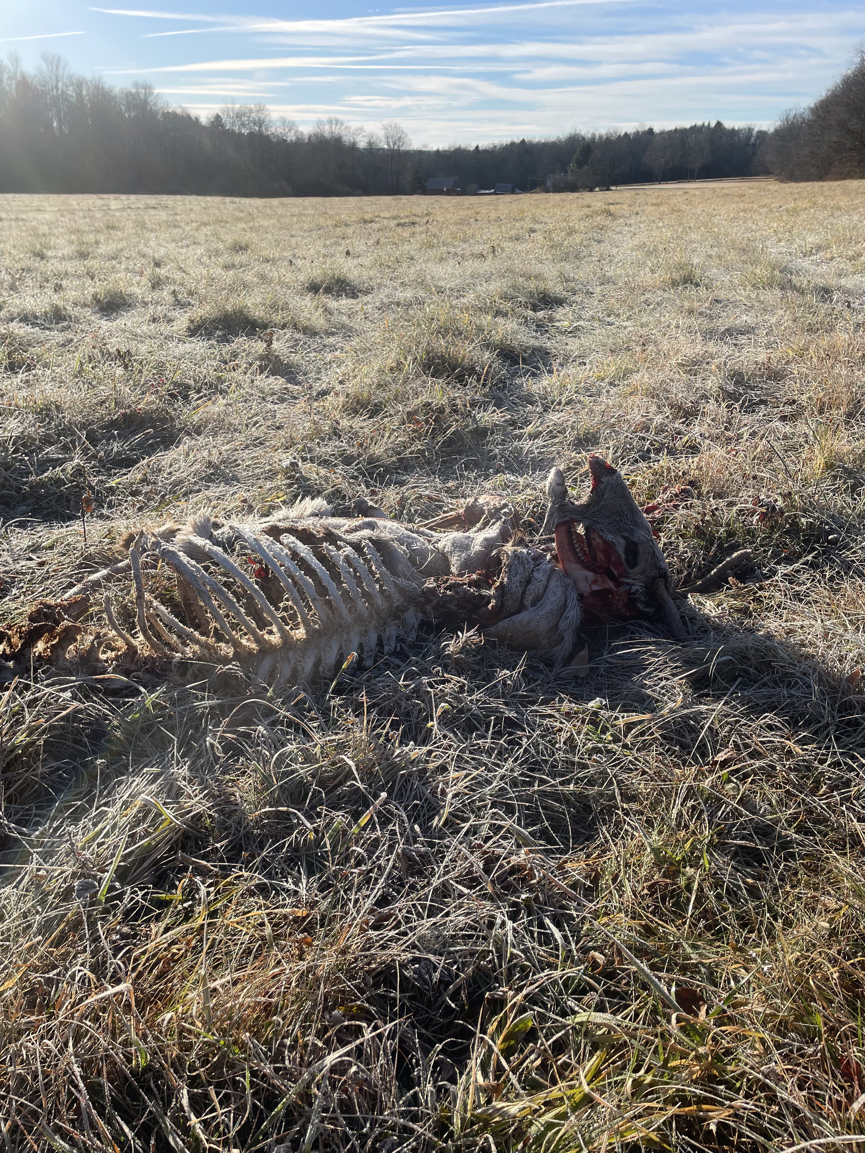 Carcass of buck in field with ribs showing