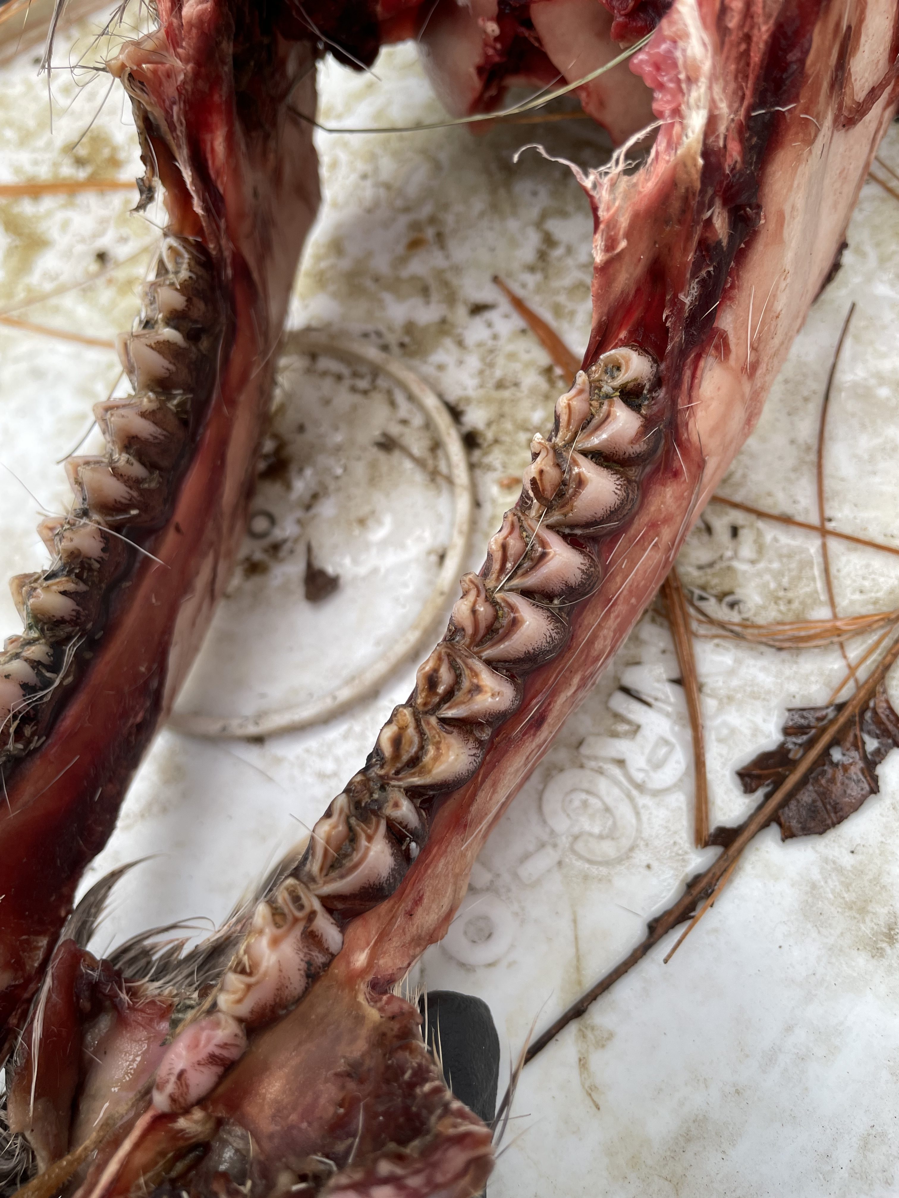 Lower deer jaw showing teeth for aging